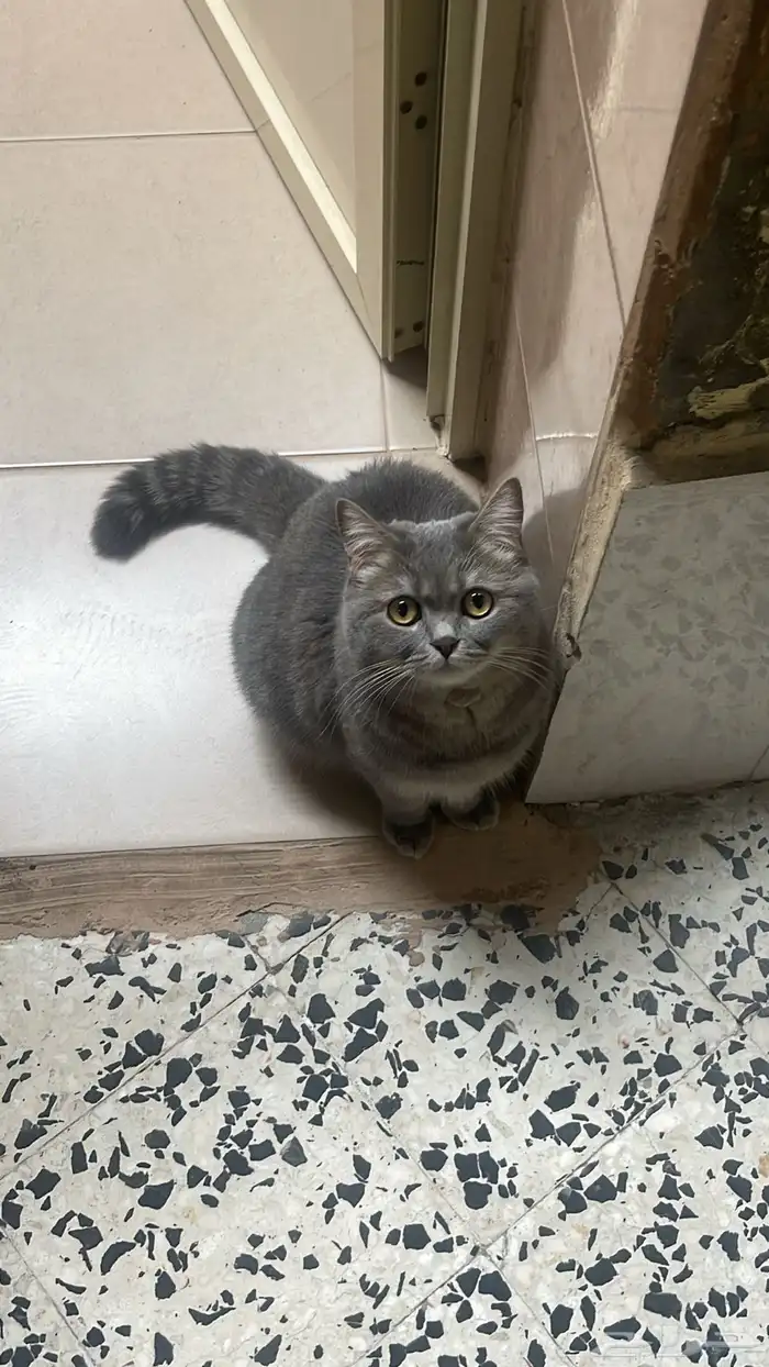 قطه للتبني 0