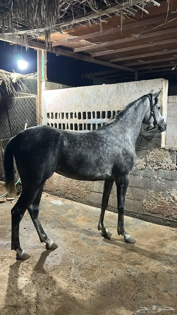 فرس السوم في العام مزواده 1