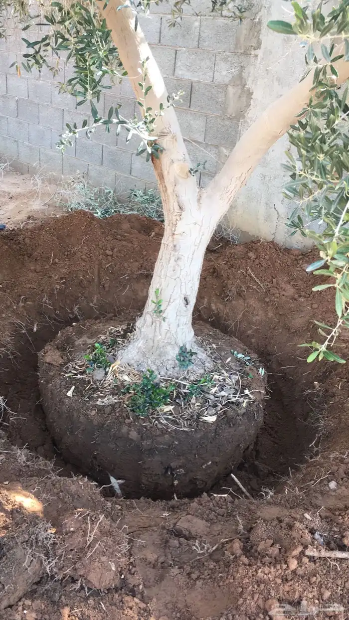 توريد وزراعة اشجار زيتون شجر زيتون 16