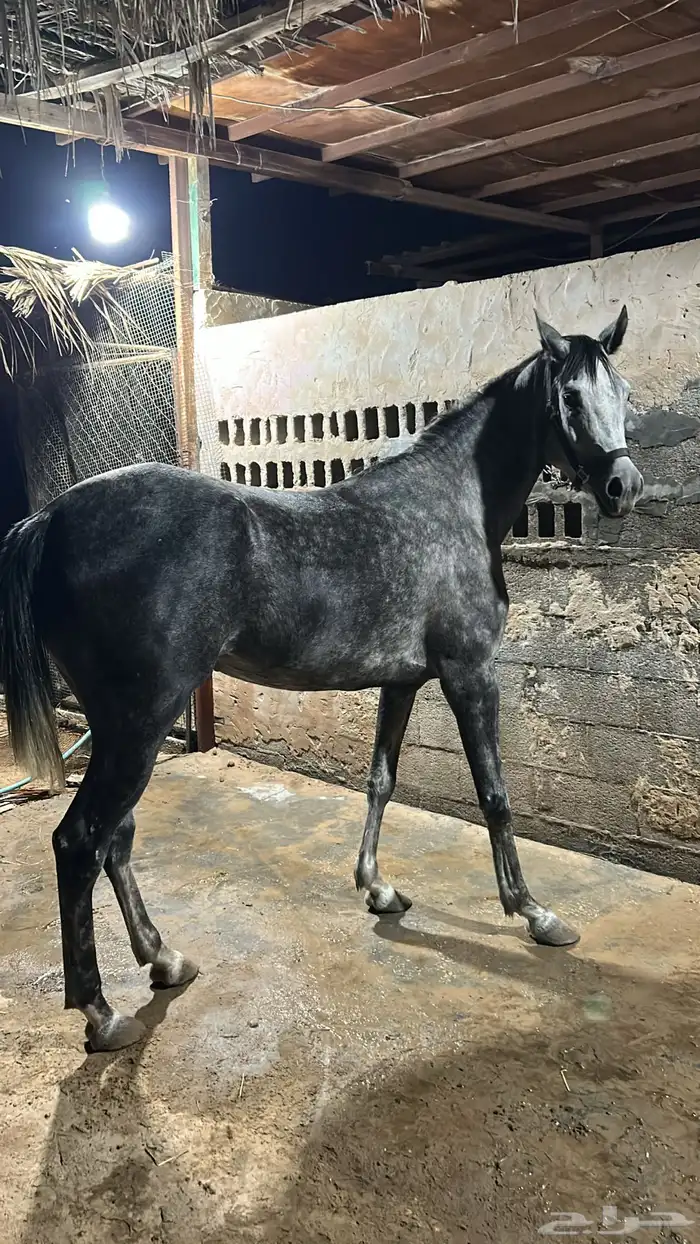 فرس السوم في العام مزواده 2