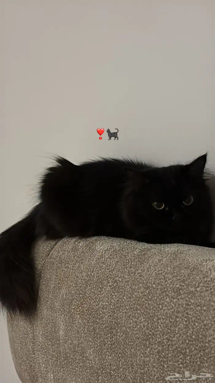 تبني قطتين 3