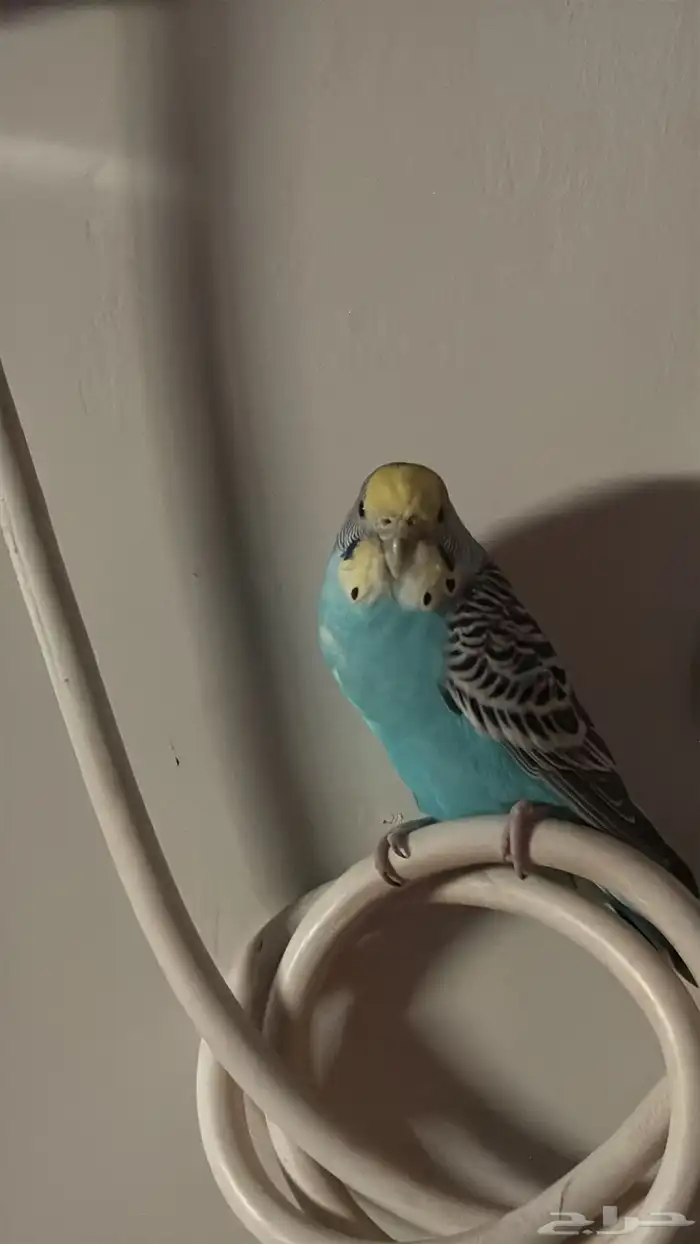 اناث بادجي منتجه 0