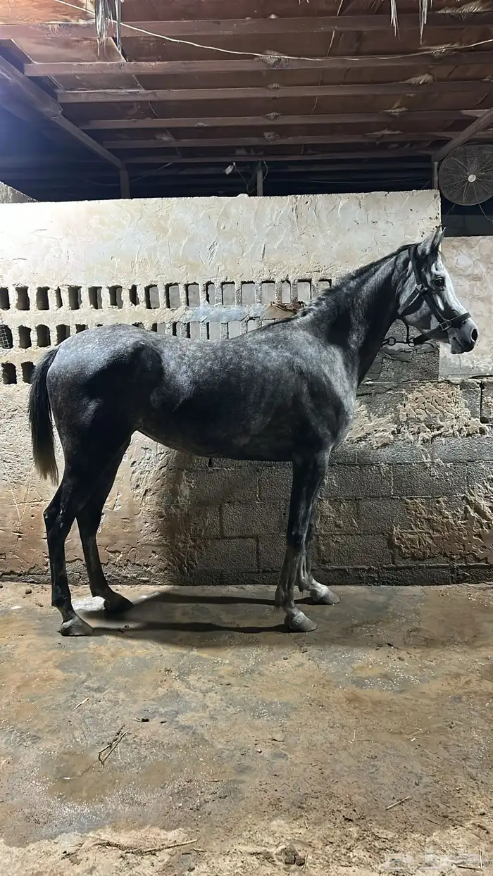 فرس السوم في العام مزواده 0