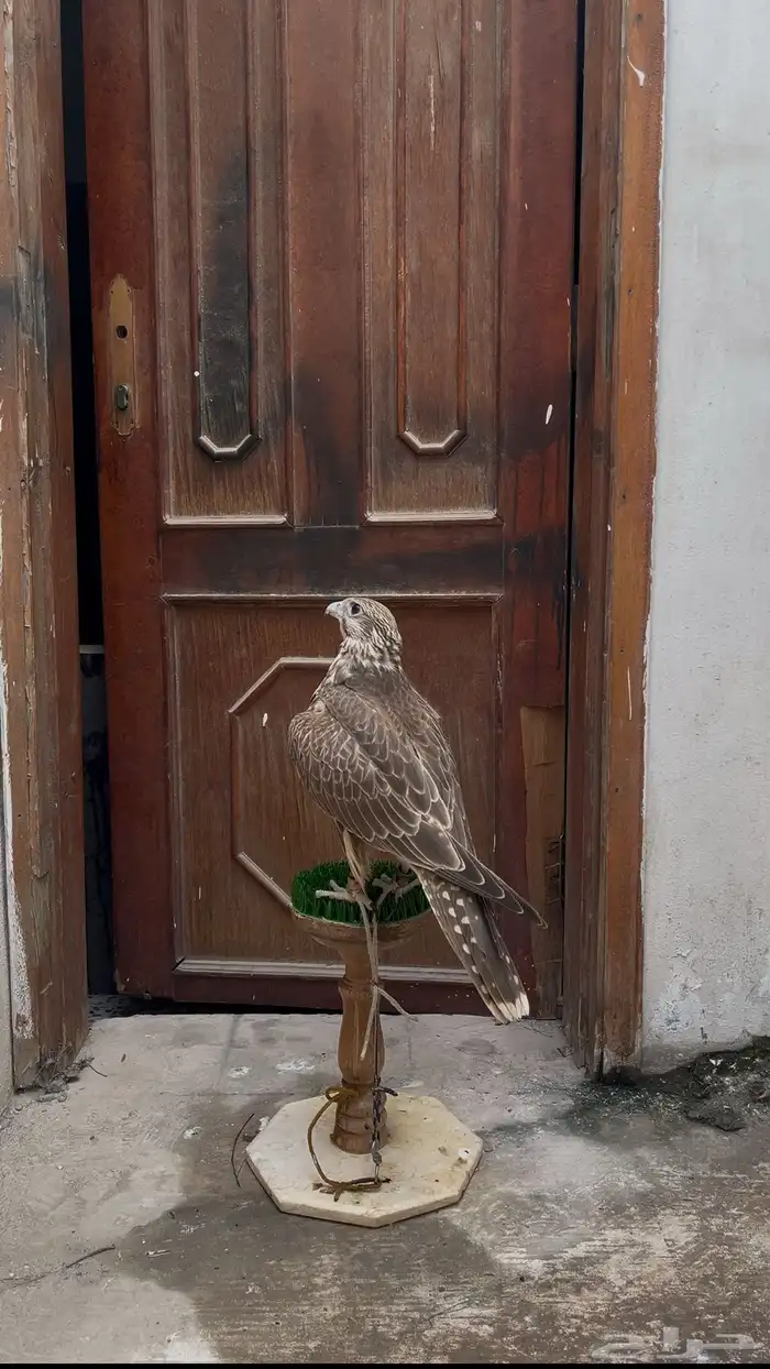 فرخ حر من حر 1