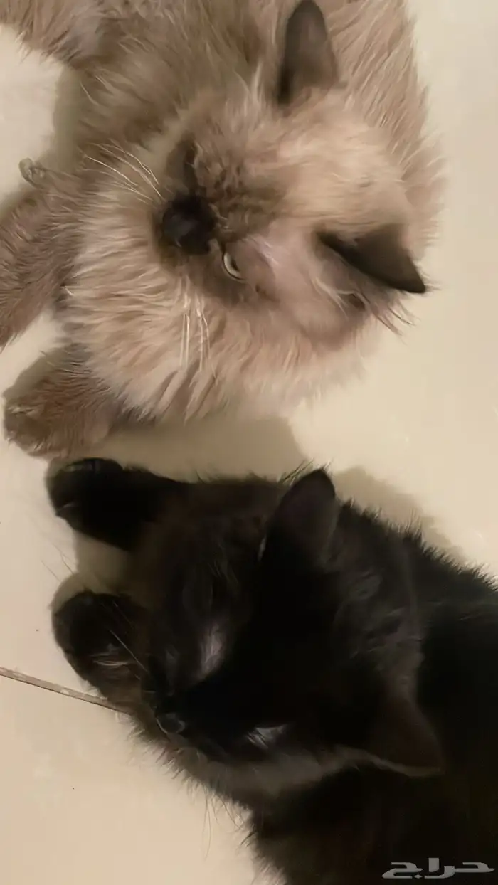 تبني قطتين 2