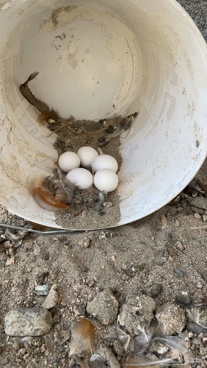 دجاجتين بلدي وديك براما دجاجه تركي 0