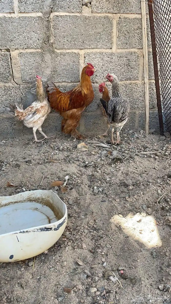 دجاجتين بلدي وديك براما دجاجه تركي 1