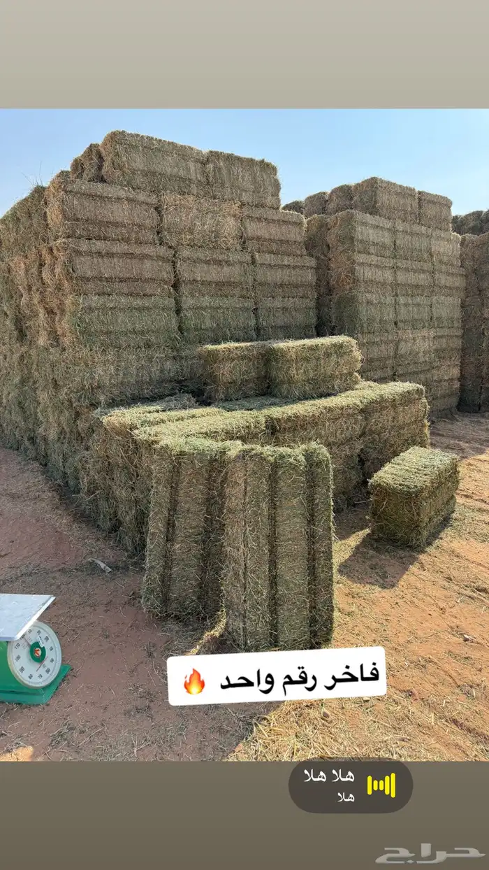 برسيم صافي جندر فاخر 1