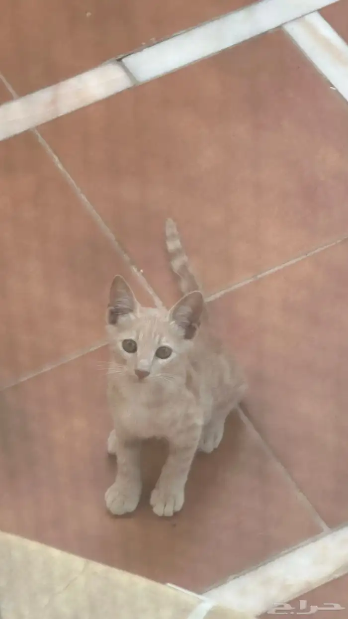 فط بلدي للتبني 0