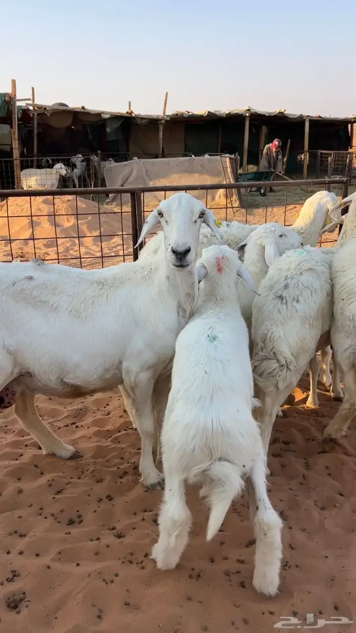 حريات متابيع عيالها ذبايح وهي مقرعه 2