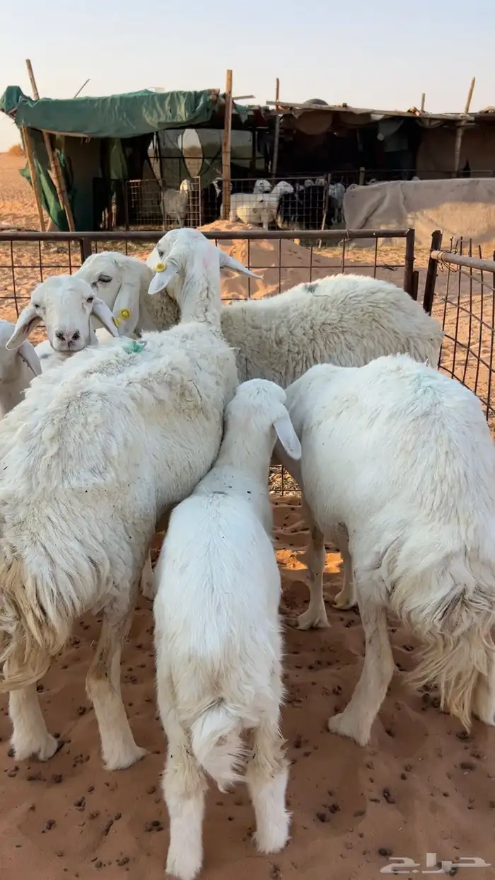 حريات متابيع عيالها ذبايح وهي مقرعه 7