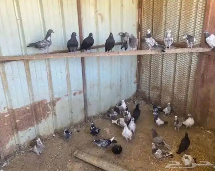 عشة حمام بلدي وباكستاني وقطايف 0