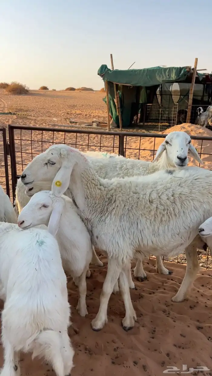 حريات متابيع عيالها ذبايح وهي مقرعه 0