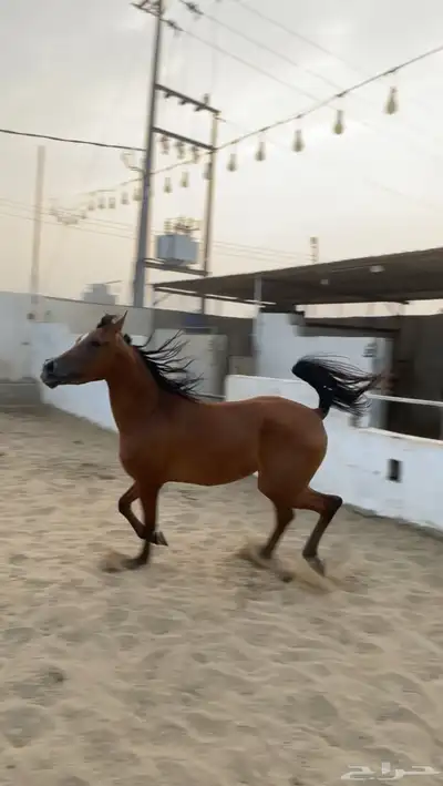 مهره شعبيه للبيع index