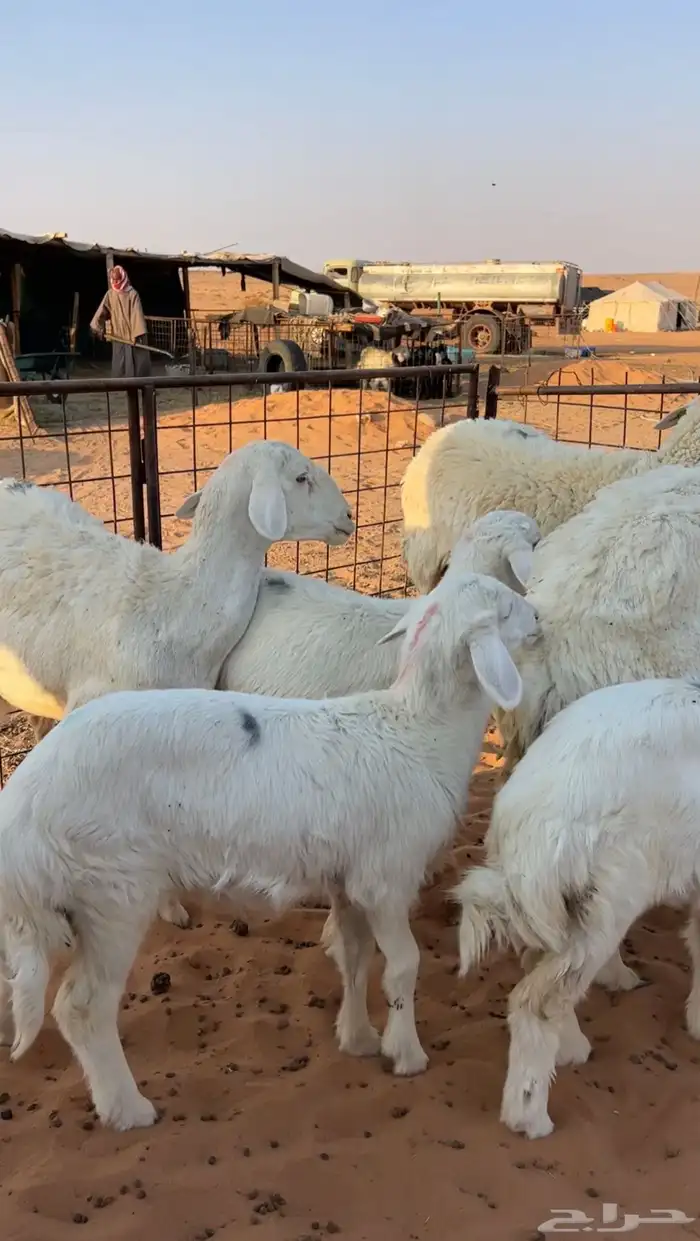 حريات متابيع عيالها ذبايح وهي مقرعه 4