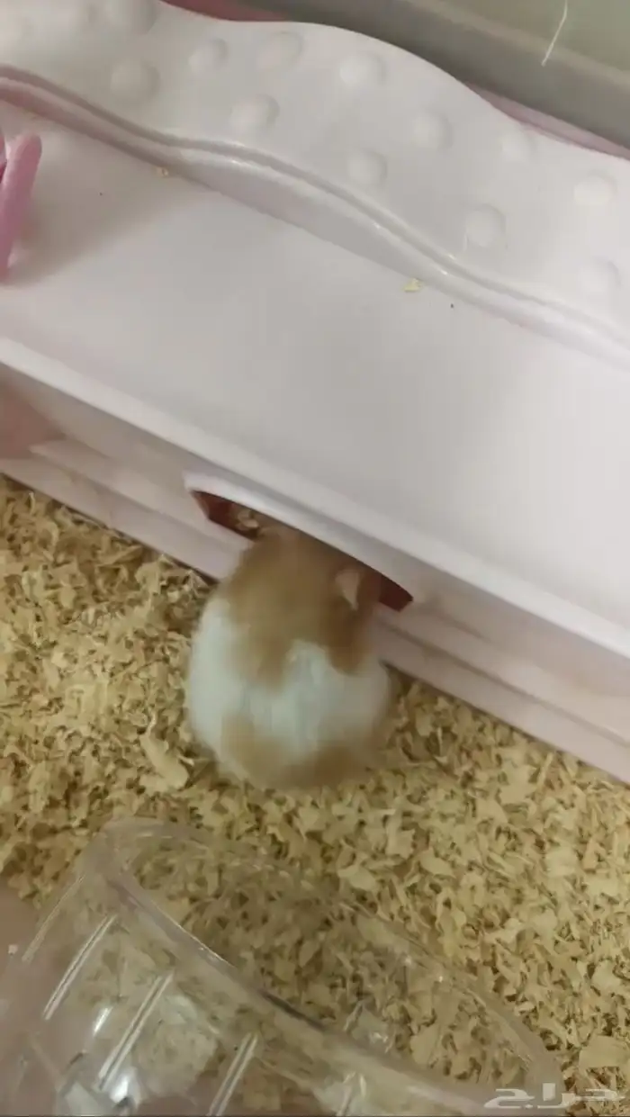 هامستر للبيع 0
