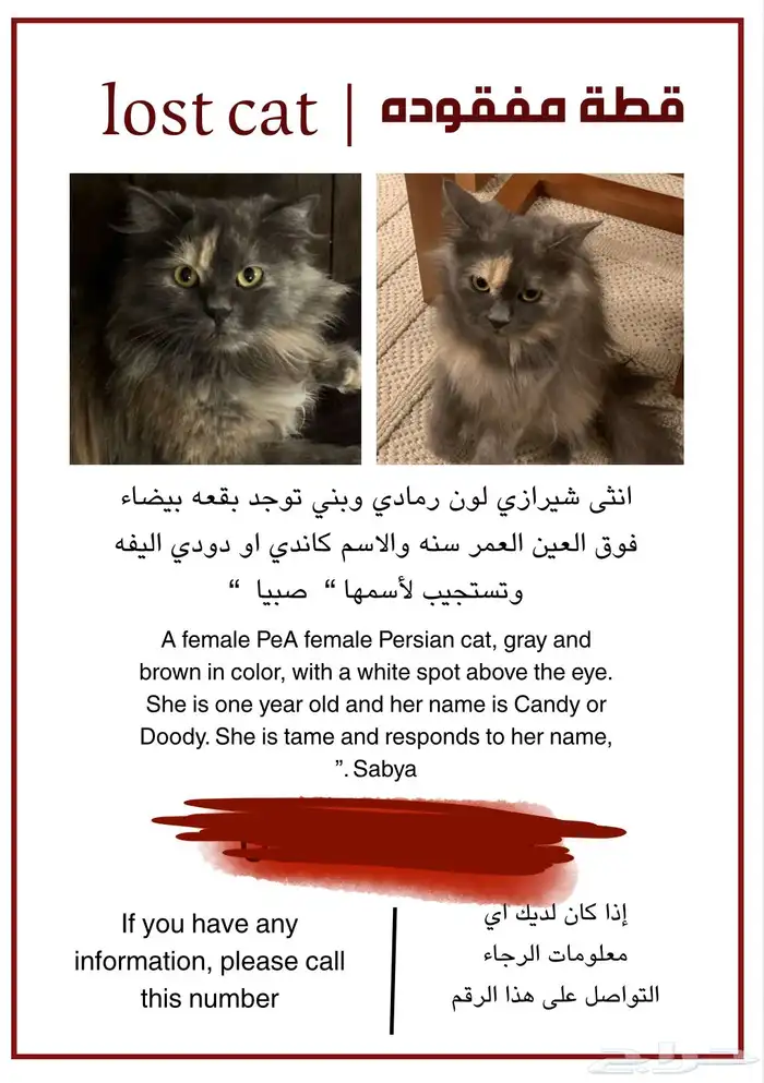 انثى شيرازي 0