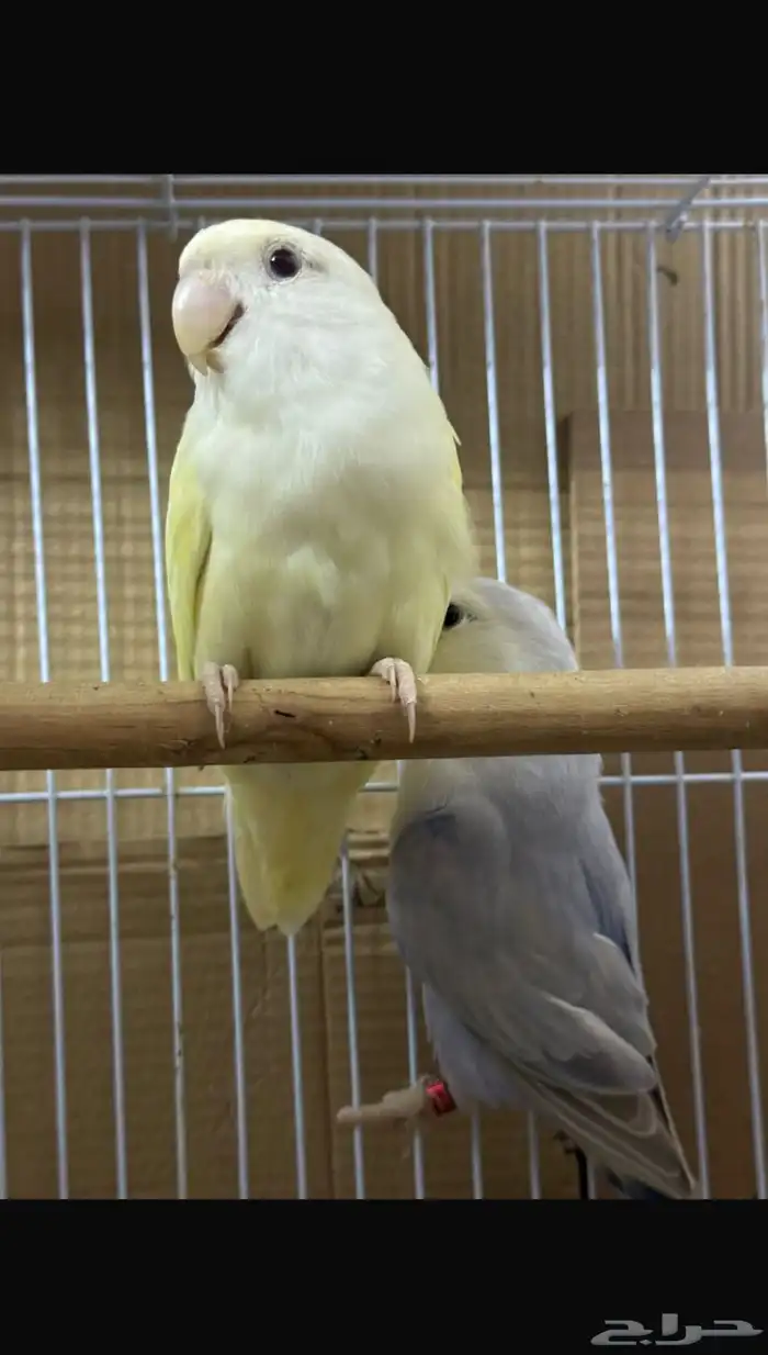 زوج روز وتحته 5 فروخ (تم البيع) 0