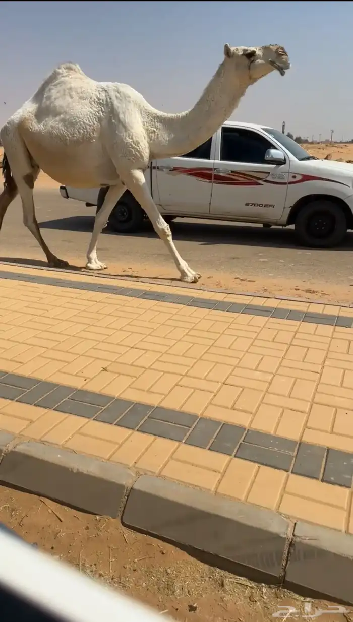 لقحة وضحاء كفو 2