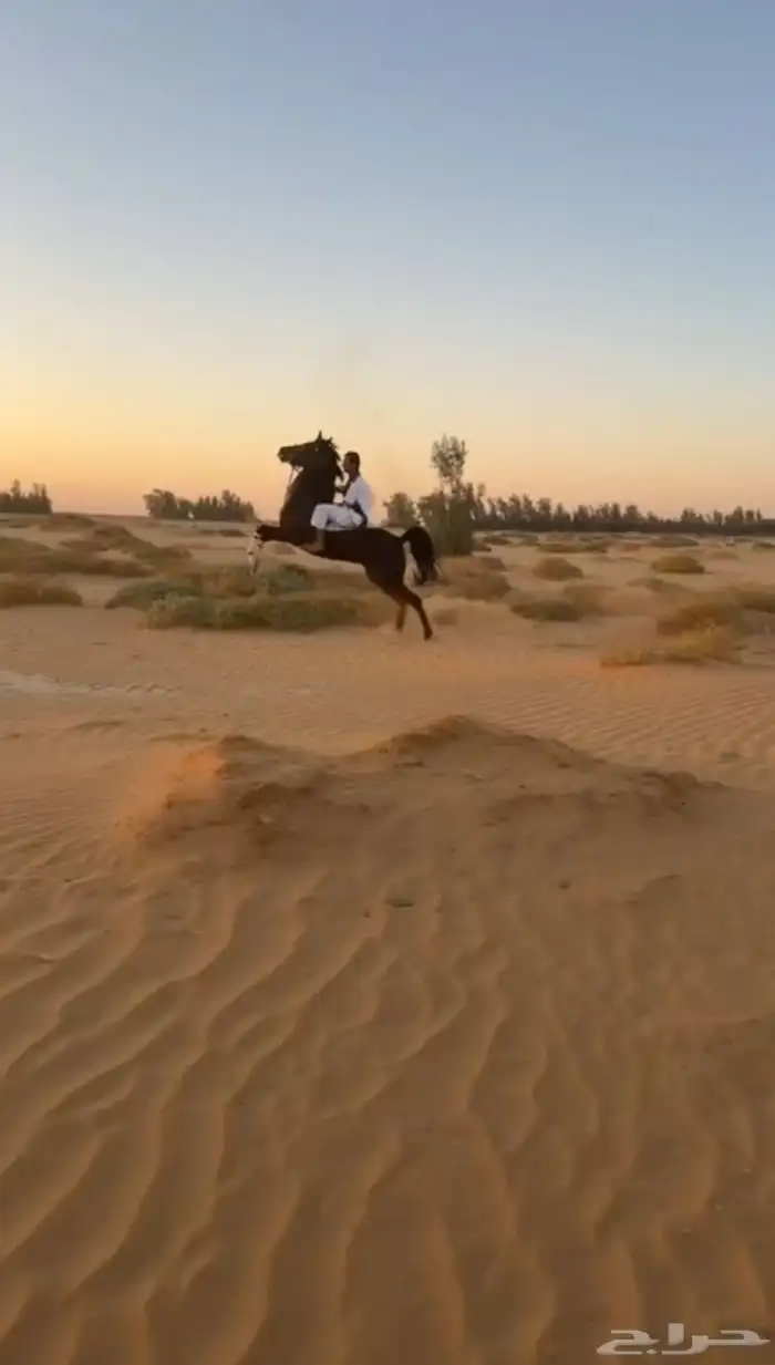 حصان طررب شعبي 1