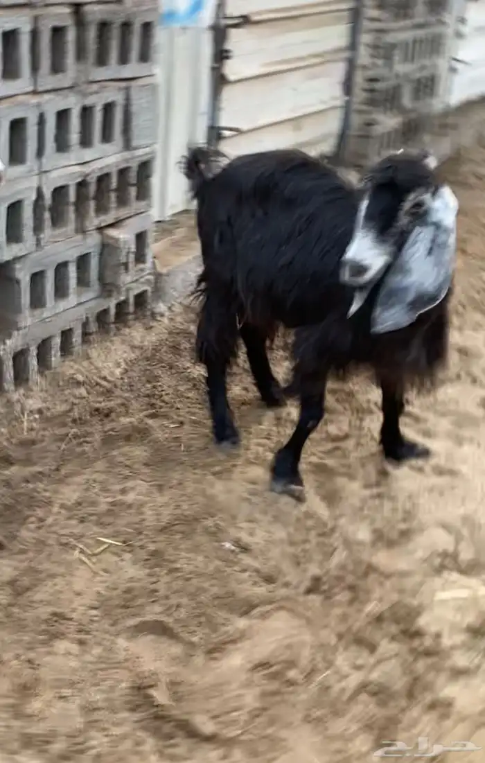 ماعز عرضيه 0