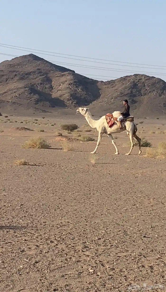 رحول وضحا مزيونه 1