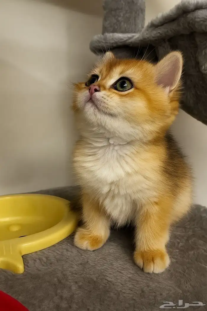 قطة بريتش بشهادة تسجيل British Cat 1