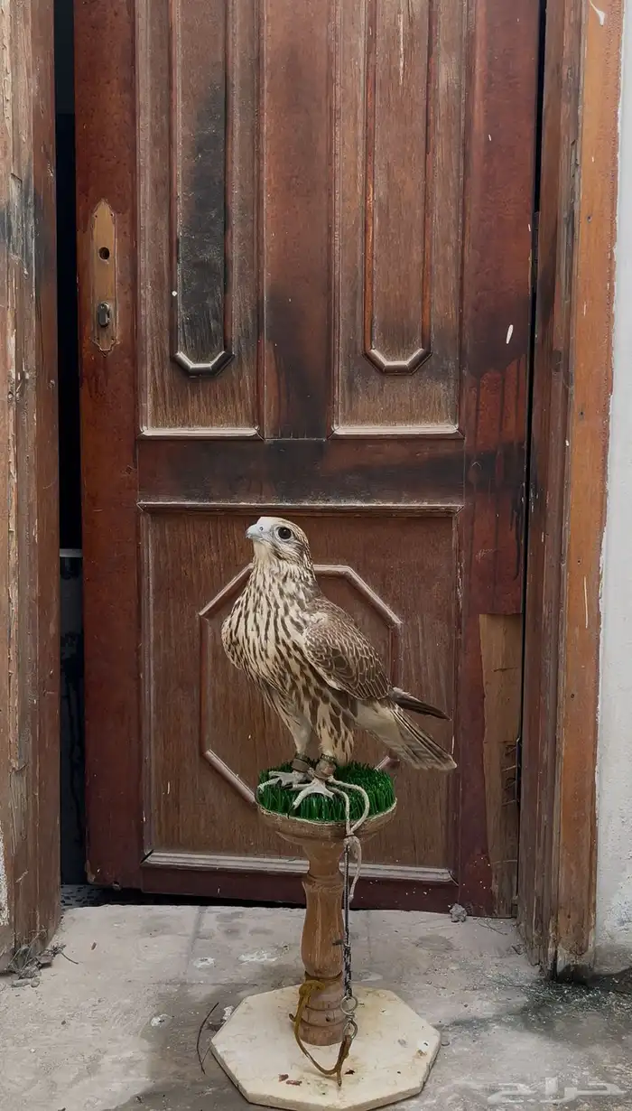 فرخ حر من حر 0