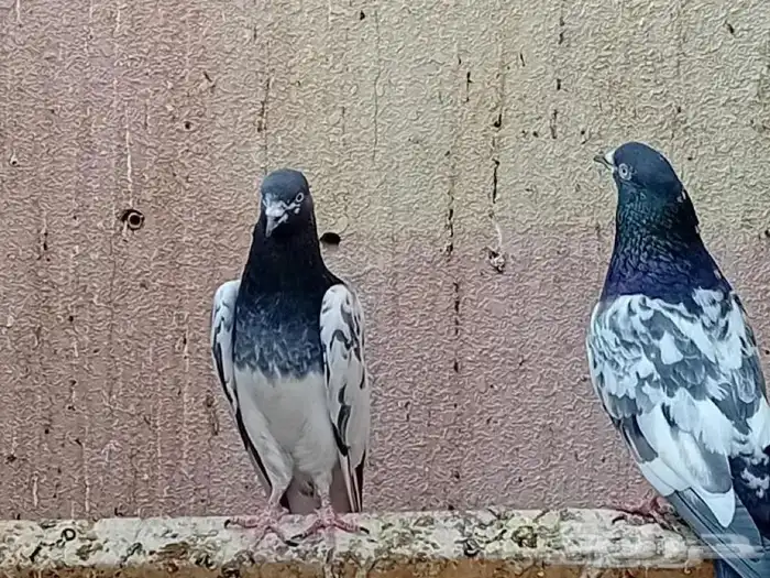 حمام باكستاني 1