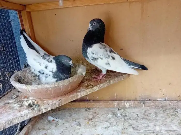 حمام باكستاني 2