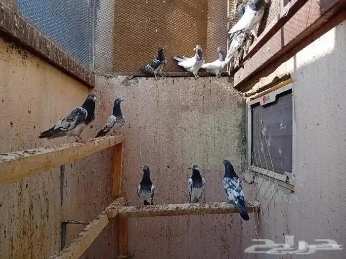 حمام باكستاني 5