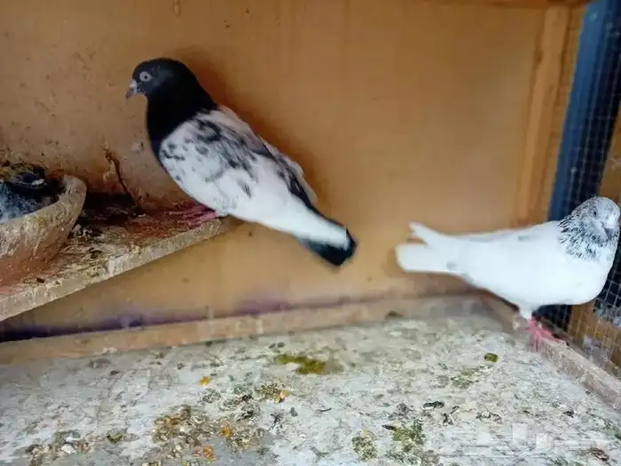 حمام باكستاني 4