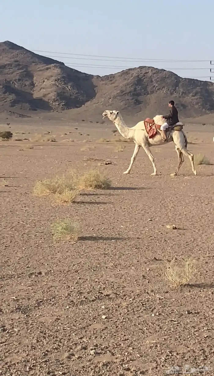 رحول وضحا مزيونه 0