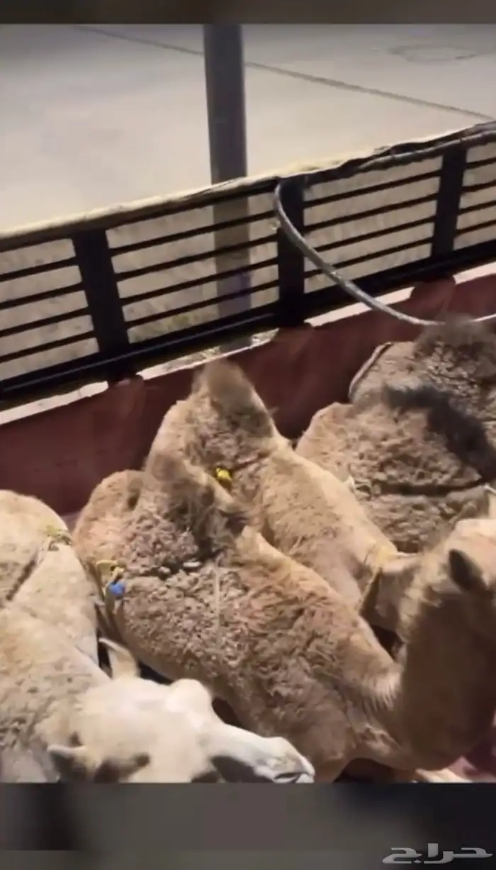 قعدان فل الفل بلدي 4