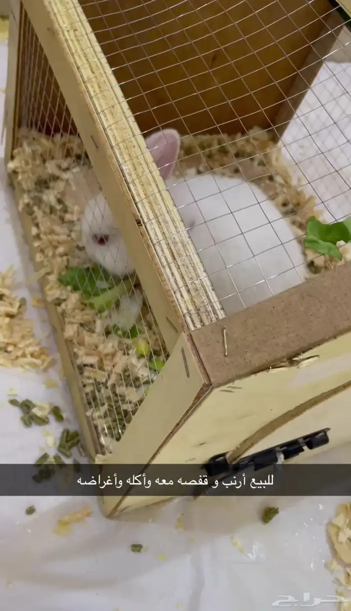 أرنب للبيع 0