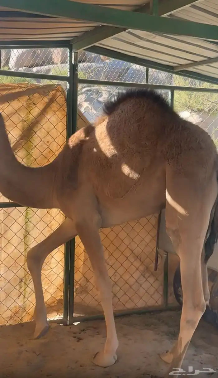 قعود للبيع على حليب أمه والبرسيم والشعير والي يبغاى فيديو 4