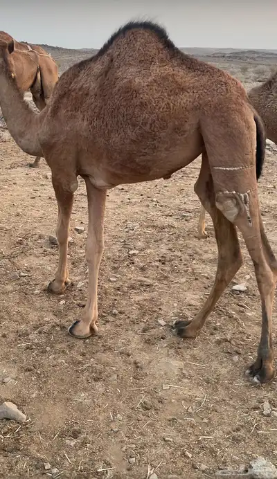 بكره للبيع index