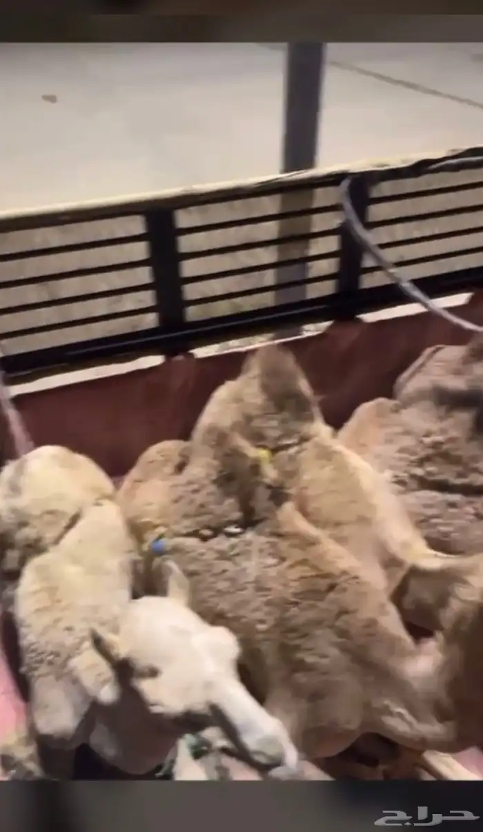 قعدان فل الفل بلدي 6