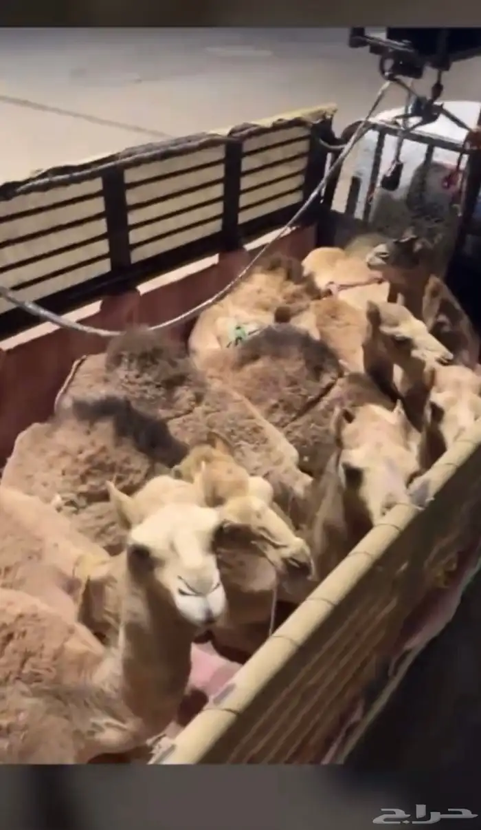 قعدان فل الفل بلدي 1