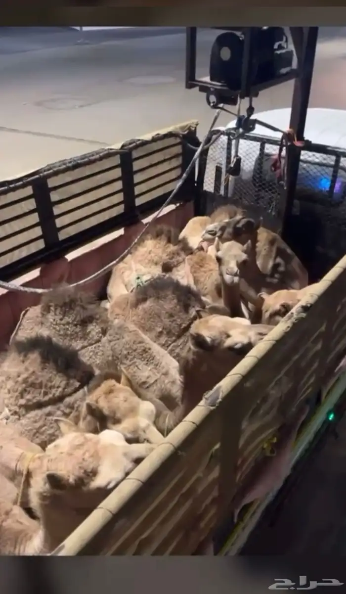 قعدان فل الفل بلدي 7