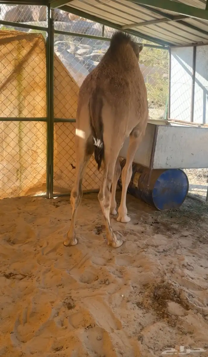 قعود للبيع على حليب أمه والبرسيم والشعير والي يبغاى فيديو 2