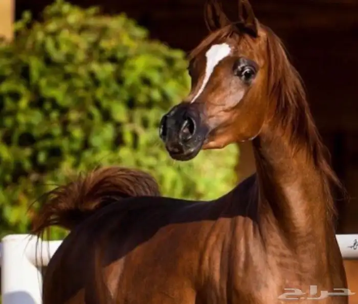 مربط المهرة لايواء وتدريب الخيل 0