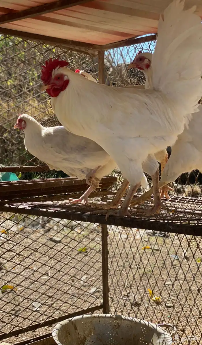 دجاج بلدي للبيع 2