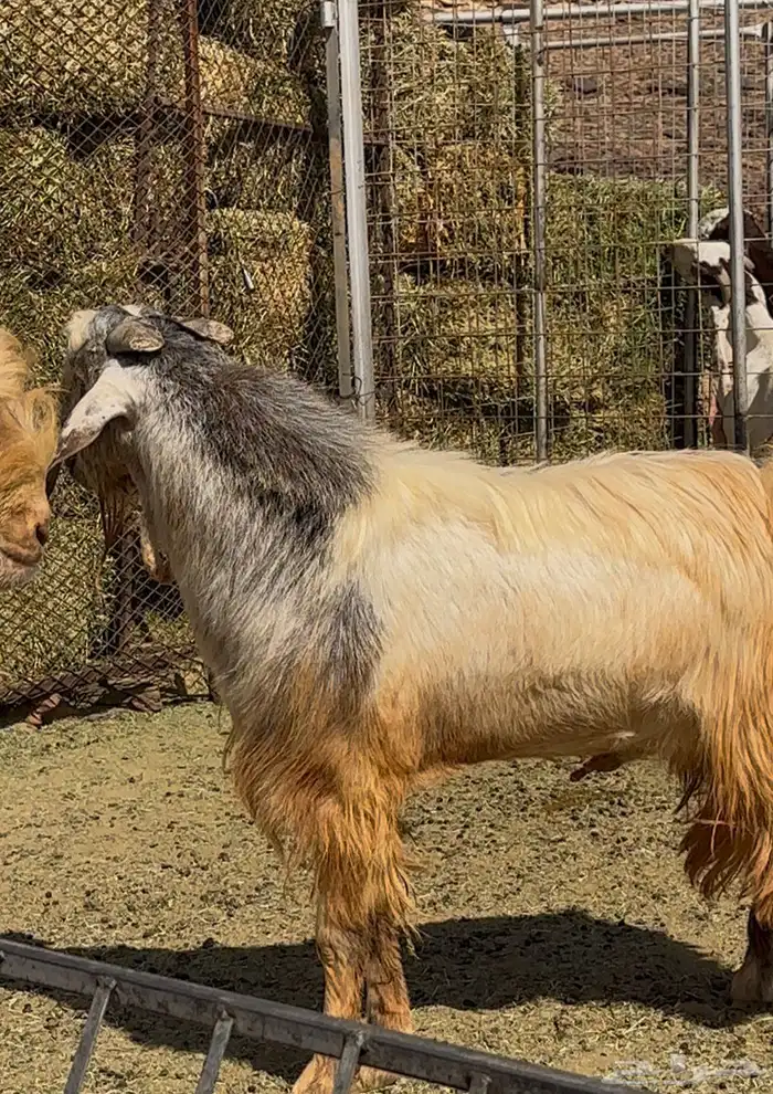 فحل صنف مشروك هاد الان قبرصي مع شامي الي يبي الحليب والحم 0