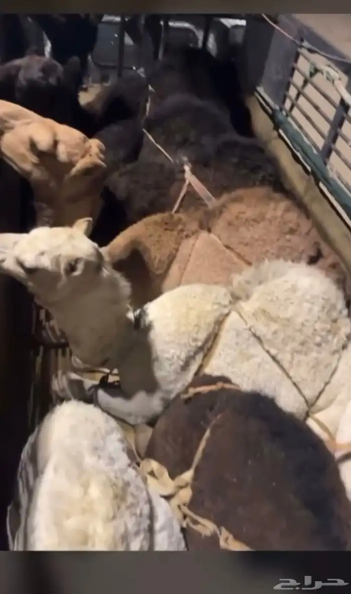 قعدان فل الفل بلدي 2