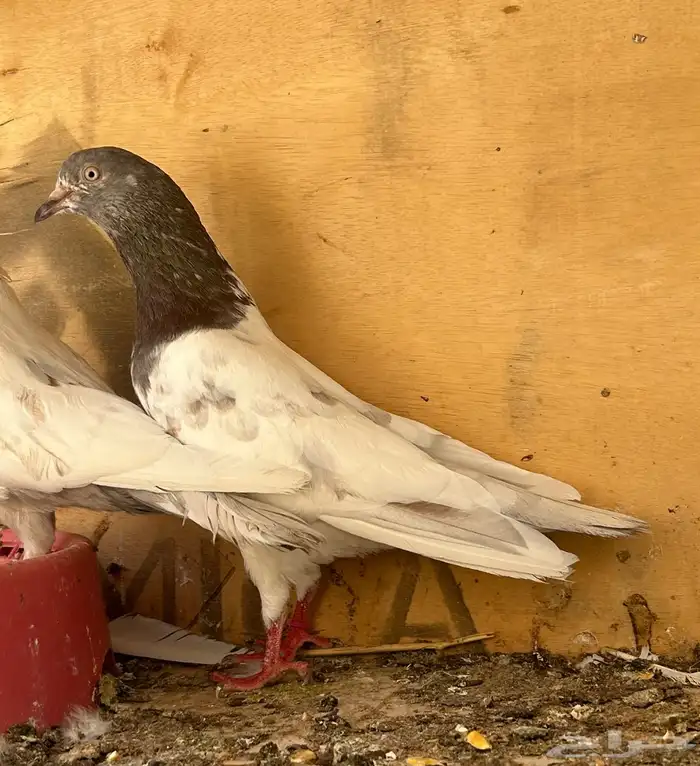 للبيع اجواز حمام بكستاني تيدي نوادر 3