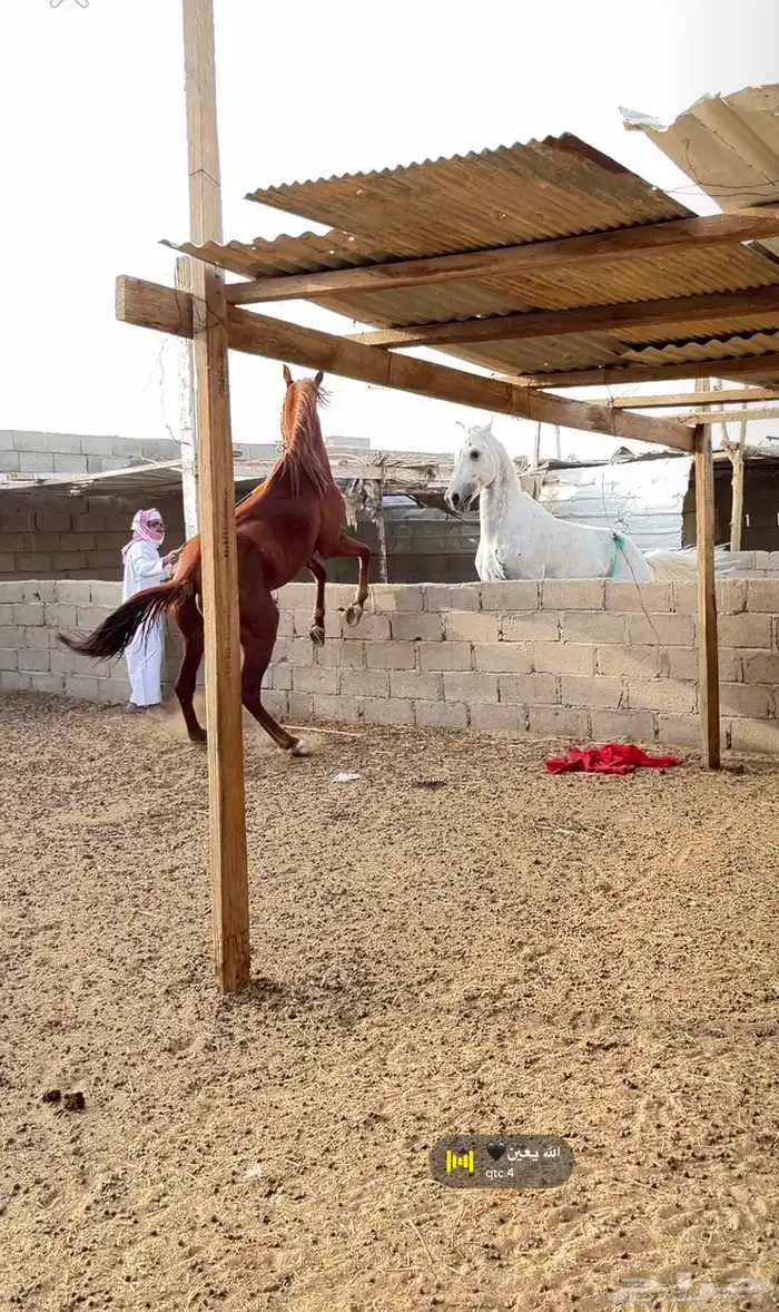 حصان بطل 11