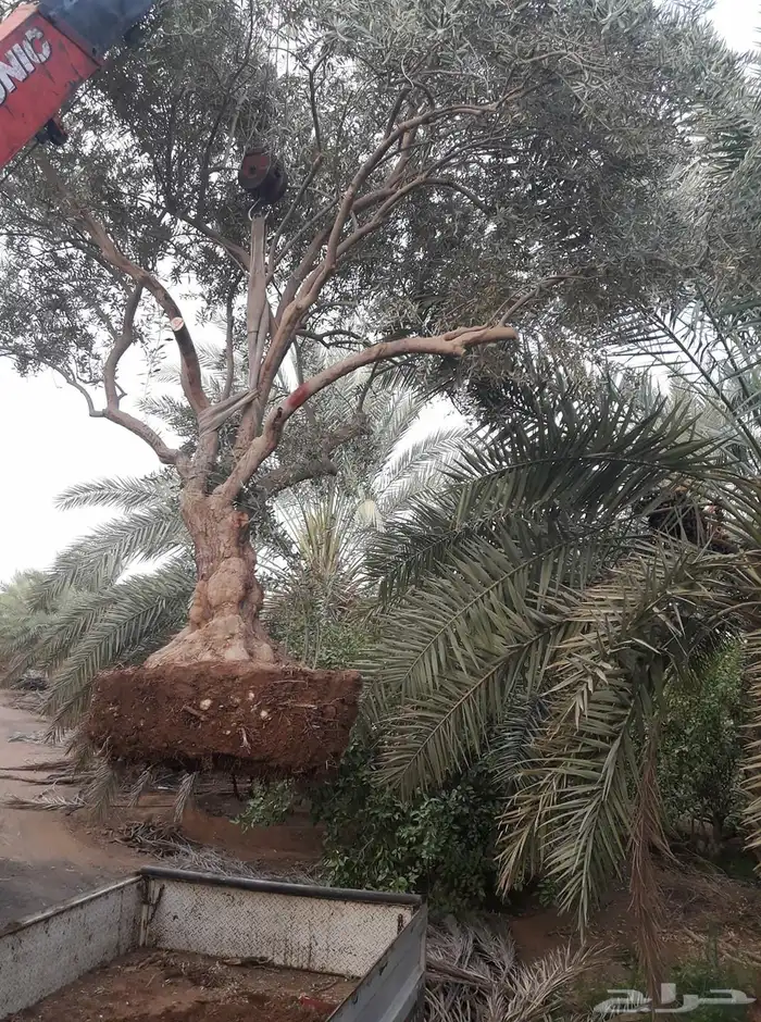 توريد وزراعة اشجار زيتون شجر زيتون 5