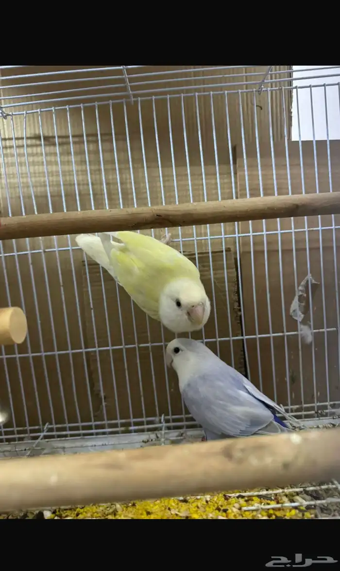 زوج روز وتحته 5 فروخ (تم البيع) 1