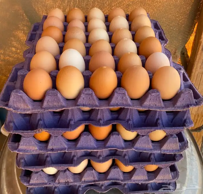 لوهمان براون الماني بيور دم صافي مستورد 8